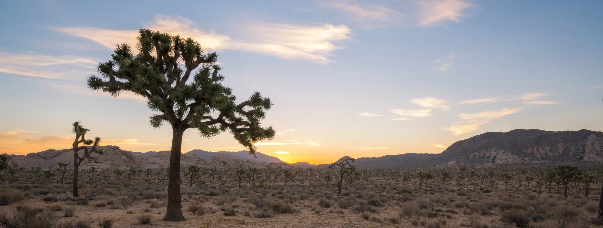 Oak Hills Real Estate, Phelan Homes for Sale, Snowline School District Realtor, Jeremy Wilson, Wilson SoCal Homes, 92344 Real Estate