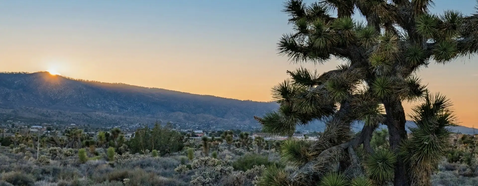 Sunrise over the snowline mountains and a large Joshua tree in Phelan, CA 92371 real estate market.